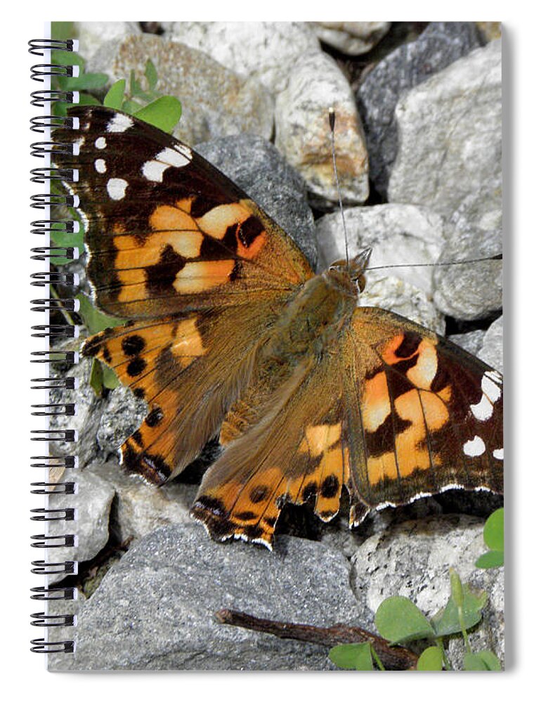 Butterfly Spiral Notebook featuring the photograph Resting On Rocky Clovers by Kim Galluzzo Wozniak