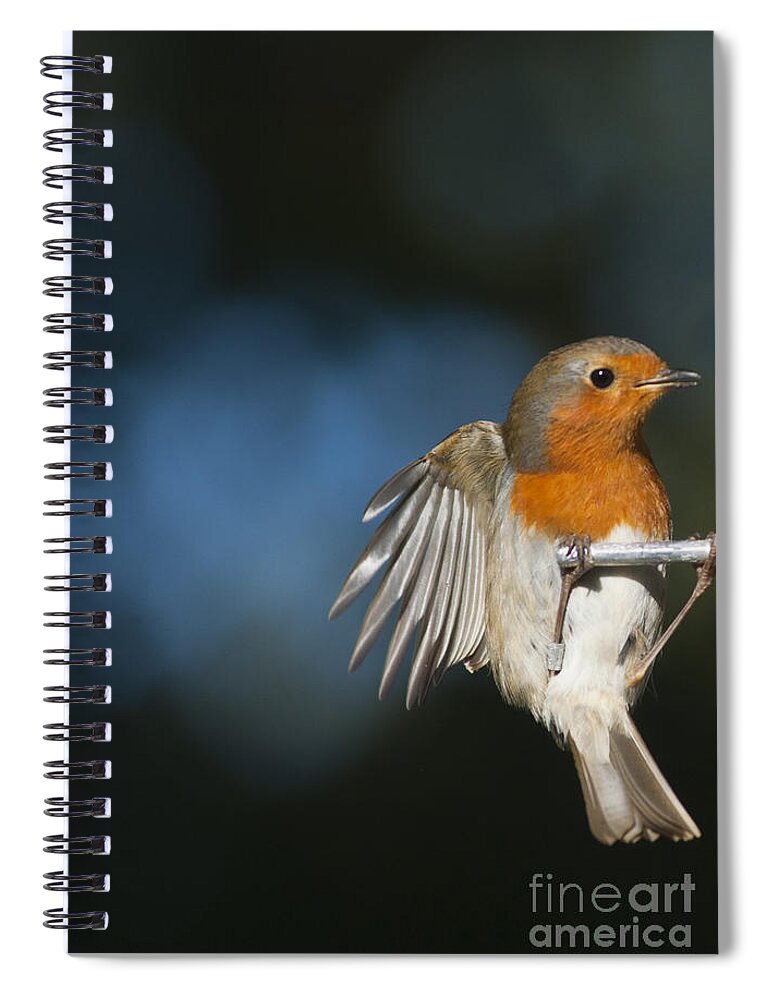 Britain Spiral Notebook featuring the photograph Robin by Andrew Michael