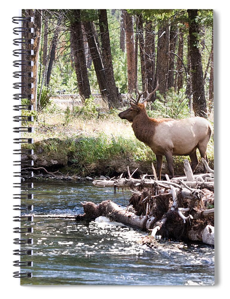 Elk Spiral Notebook featuring the photograph Rocky Mountain Elk by Cindy Singleton