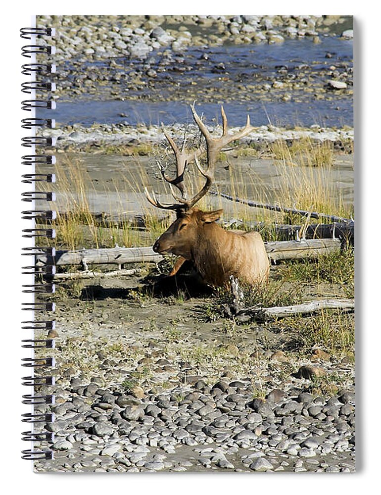 Animal Spiral Notebook featuring the photograph Rocky Mountains Elk by Teresa Zieba