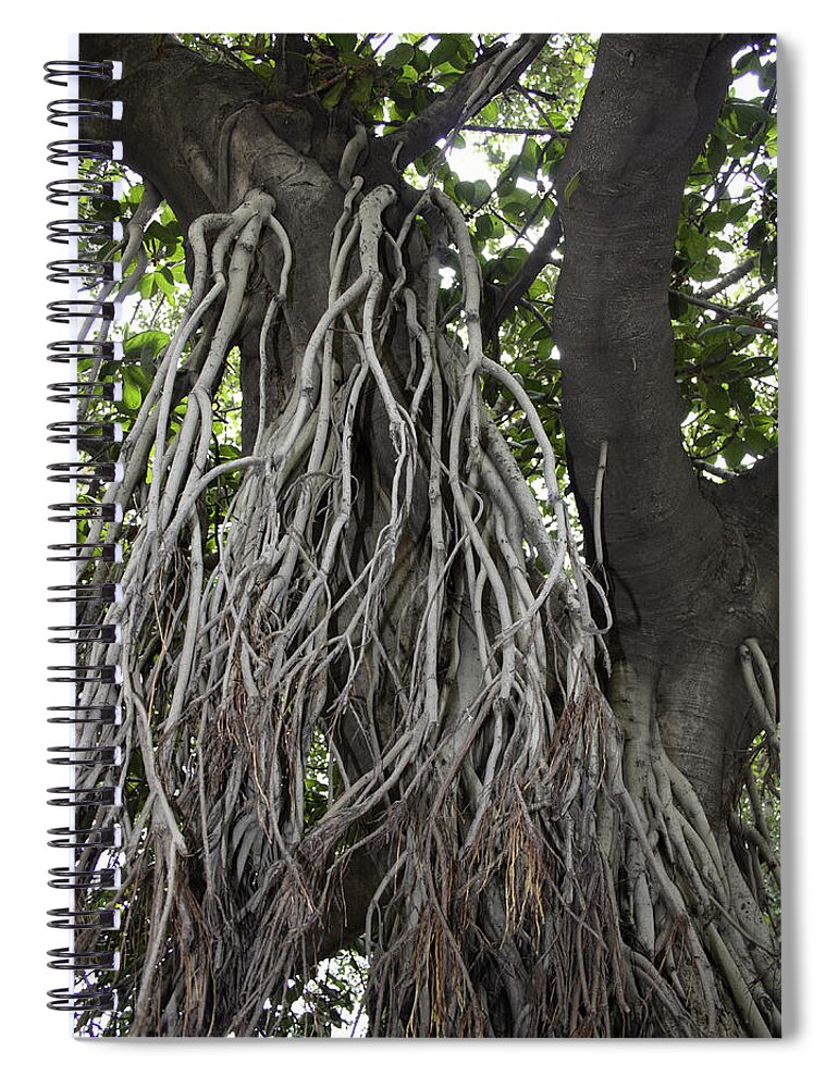 Amritsar Spiral Notebook featuring the photograph Roots from a large tree inside Jallianwala Bagh by Ashish Agarwal