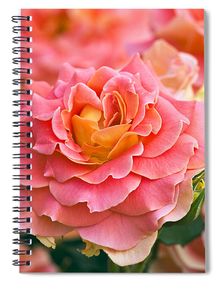 New Jersey Spiral Notebook featuring the photograph Rosa 'Brass Band' by Alan Detrick and Photo Researchers