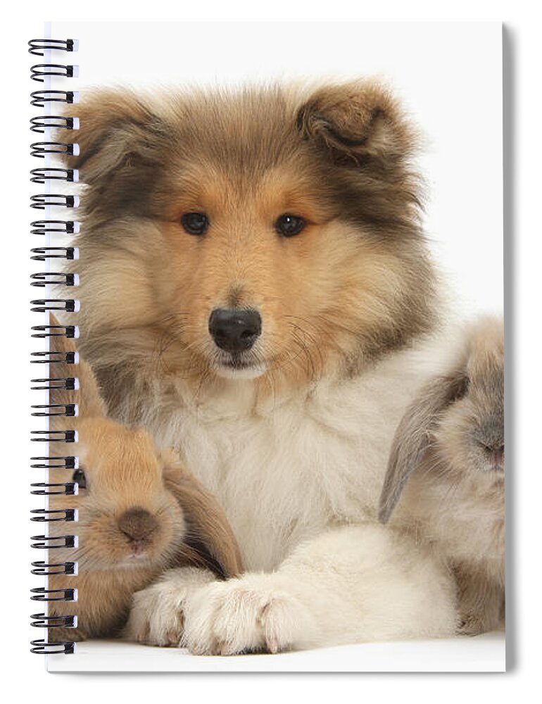 Nature Spiral Notebook featuring the photograph Rough Collie Pup With Two Young Rabbits by Mark Taylor