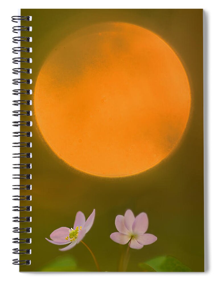 2012 Spiral Notebook featuring the photograph Rue Anemone and the Rising Sun by Robert Charity