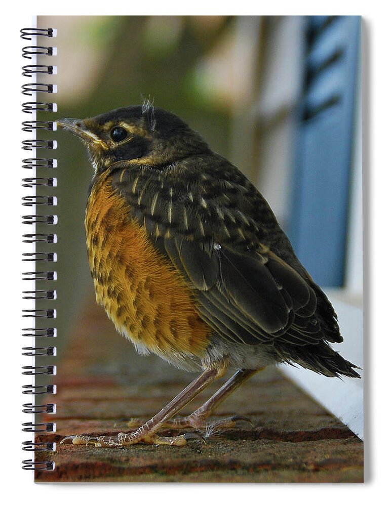 Birds Spiral Notebook featuring the photograph Ruffian by Guy Whiteley