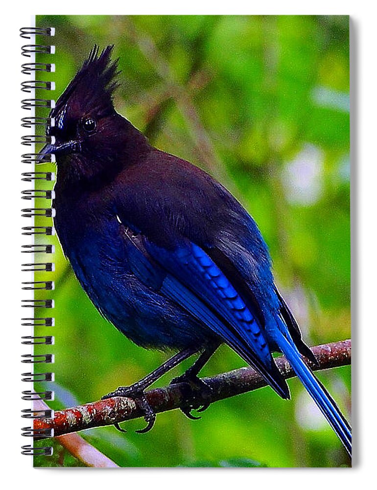 Bird Spiral Notebook featuring the photograph Ruler's Roost by Blair Wainman
