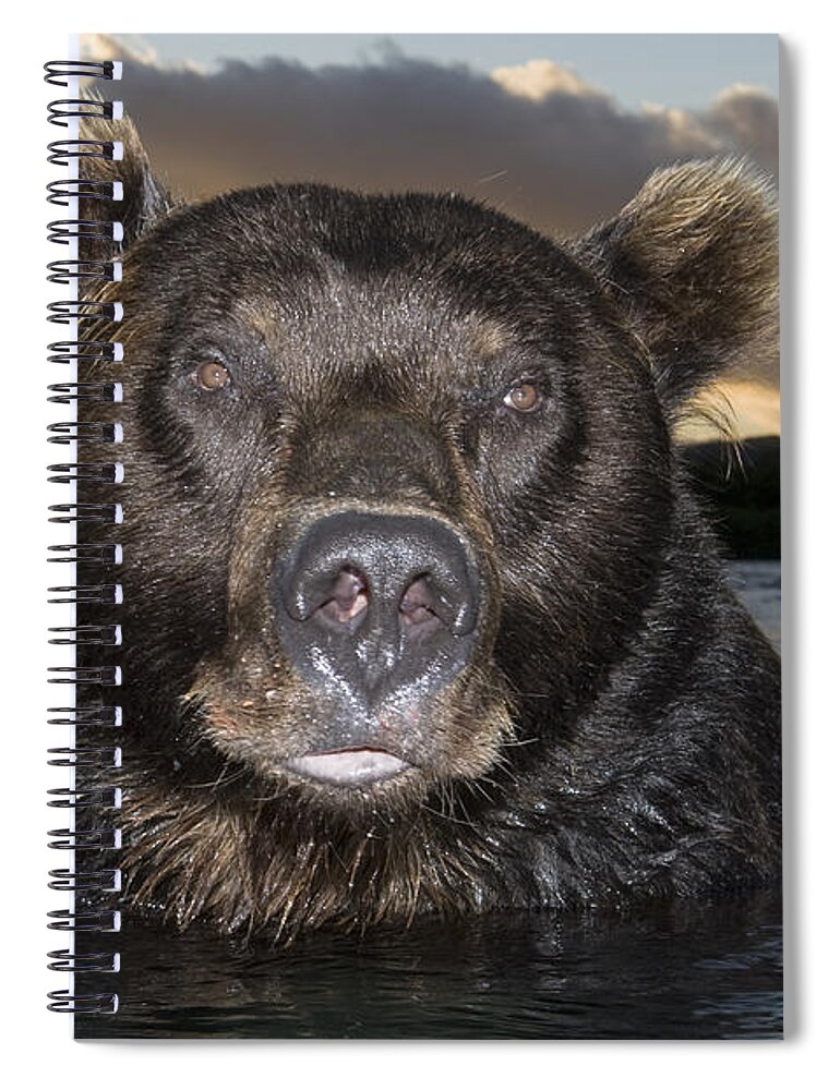 00782112 Spiral Notebook featuring the photograph Russian Brown Bear In River by Sergey Gorshkov