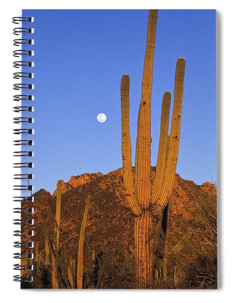 Mp Spiral Notebook featuring the photograph Saguaro Carnegiea Gigantea Cactus by Konrad Wothe