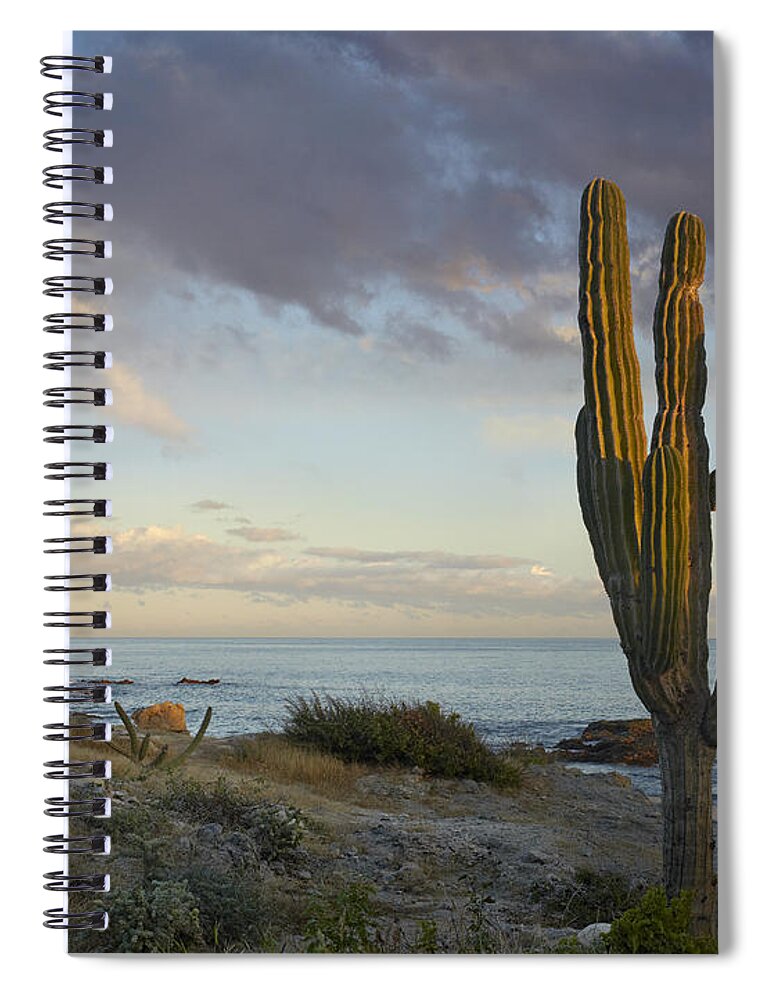 Mp Spiral Notebook featuring the photograph Saguaro Carnegiea Gigantea Cactus by Tim Fitzharris