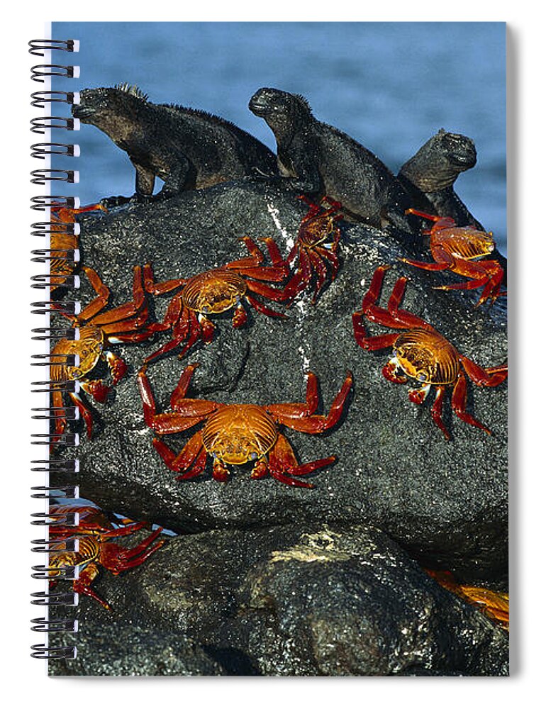 Mp Spiral Notebook featuring the photograph Sally Lightfoot Crab Grapsus Grapsus by Tui De Roy