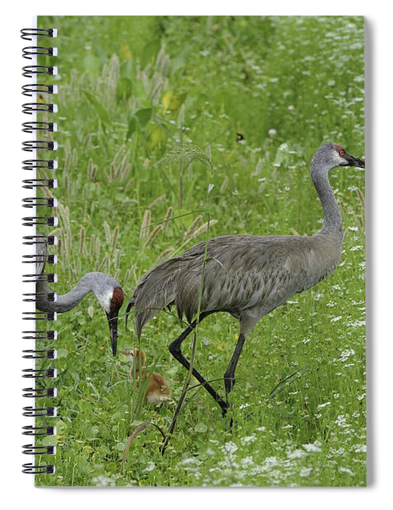 Sandhill Crane Spiral Notebook featuring the photograph Sandhill Cranes and chick by Bradford Martin