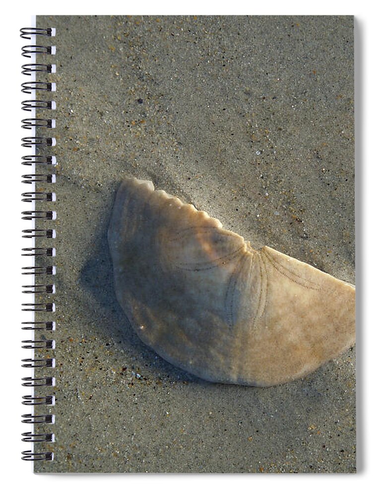 Sand Dollar Spiral Notebook featuring the photograph Sandollar in Maine by Nancy Griswold