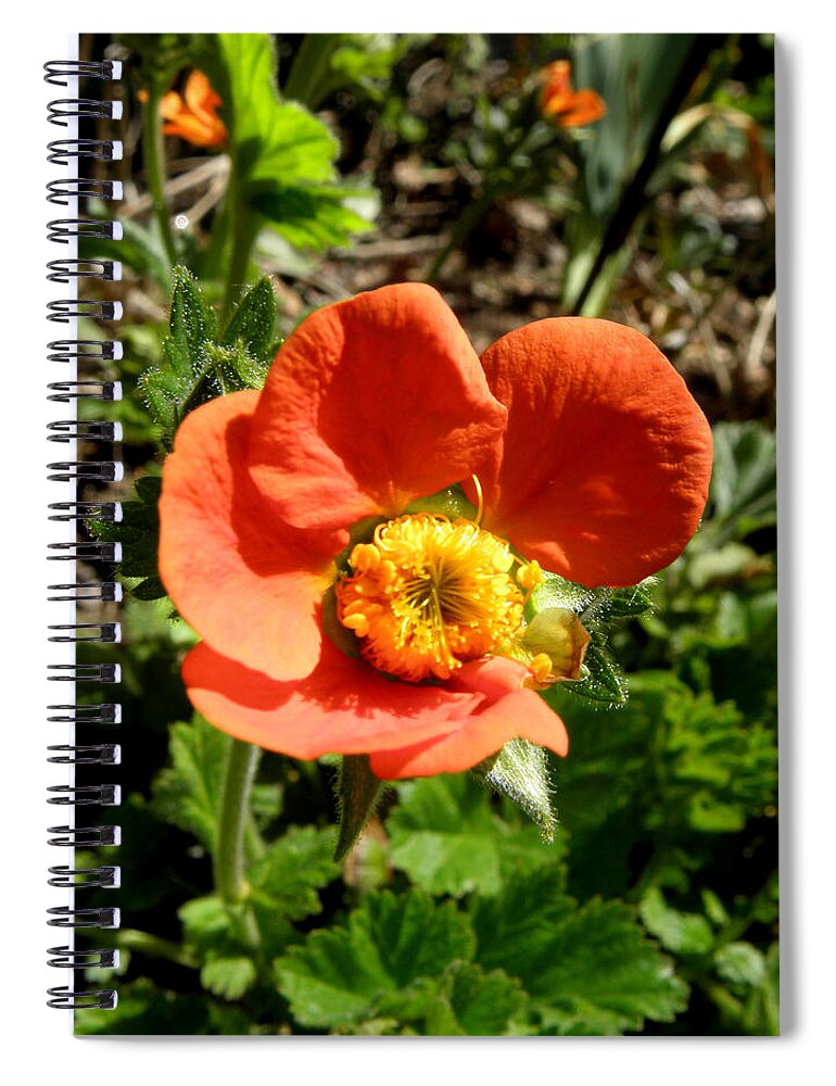 Flowers Spiral Notebook featuring the photograph Sante Fe Orange Dream by Kim Galluzzo