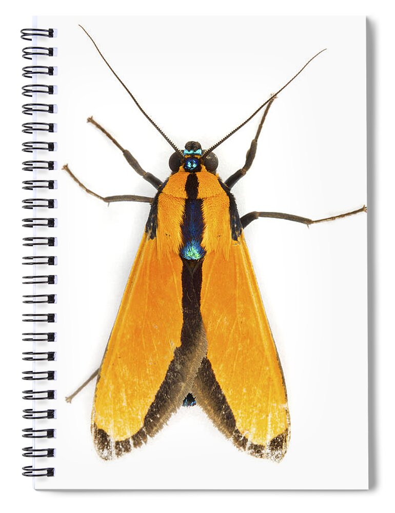 00478751 Spiral Notebook featuring the photograph Scape Moth Tapanti Np Costa Rica by Piotr Naskrecki