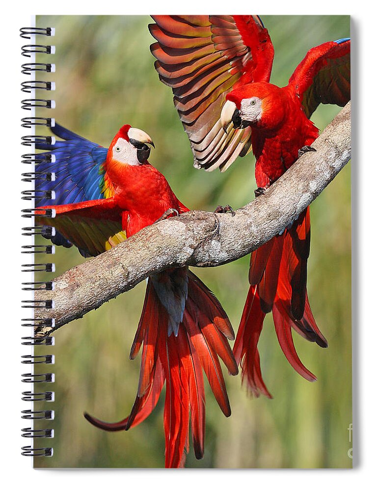 Birds Spiral Notebook featuring the photograph Scarlet Macaws by Jean-Luc Baron