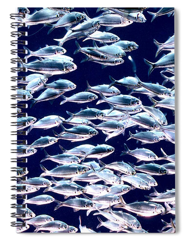Horizontal Spiral Notebook featuring the photograph School of Threadfin Shad by Tom McHugh and Photo Researchers