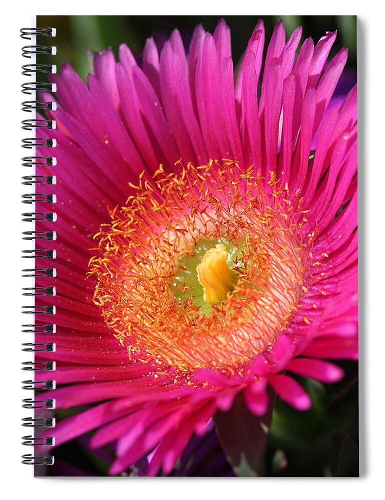 Flower Spiral Notebook featuring the photograph Sea Fig - Carpobrotus chilensis flower by Nicholas Burningham