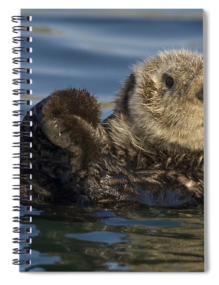 00438490 Spiral Notebook featuring the photograph Sea Otter Monterey Bay California by Suzi Eszterhas
