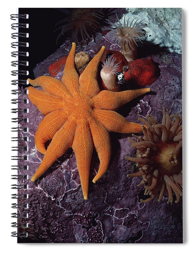 00084851 Spiral Notebook featuring the photograph Sea Star Anemones And Coralline Algae by Flip Nicklin
