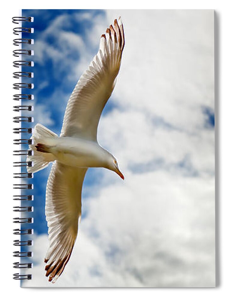 Seagul Spiral Notebook featuring the photograph Seagul gliding in flight by Simon Bratt