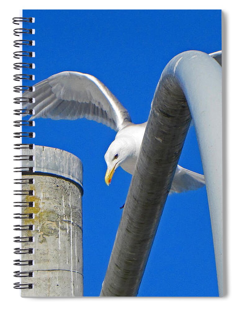 Blue Spiral Notebook featuring the photograph Seagull Arches by Tikvah's Hope