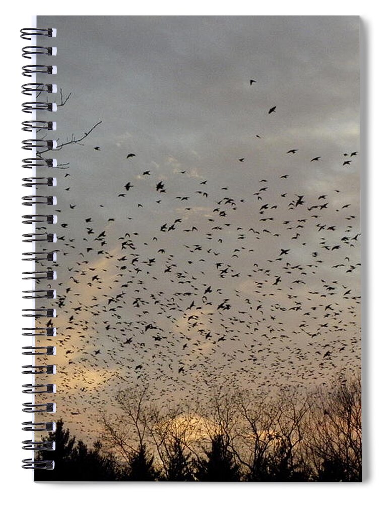 Black Birds Spiral Notebook featuring the photograph Searching by Kim Galluzzo Wozniak
