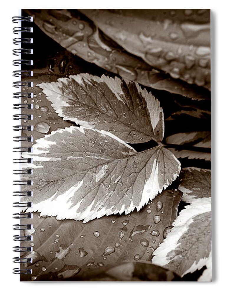  Spiral Notebook featuring the photograph Sep55 by Burney Lieberman