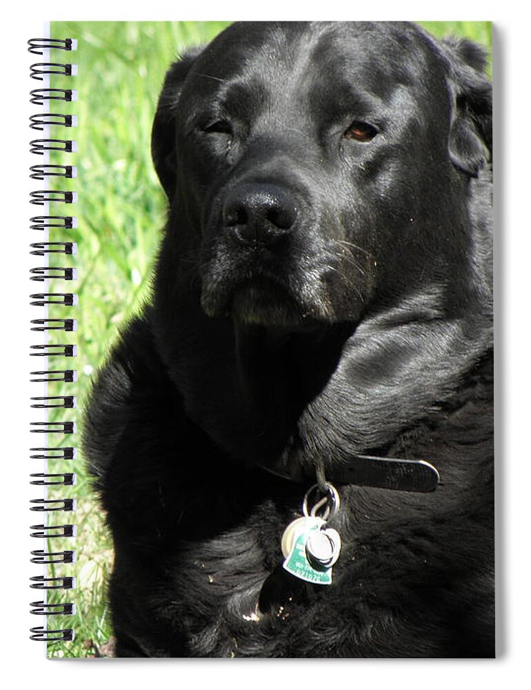 Dog Spiral Notebook featuring the photograph Serious Stare Down by Kim Galluzzo