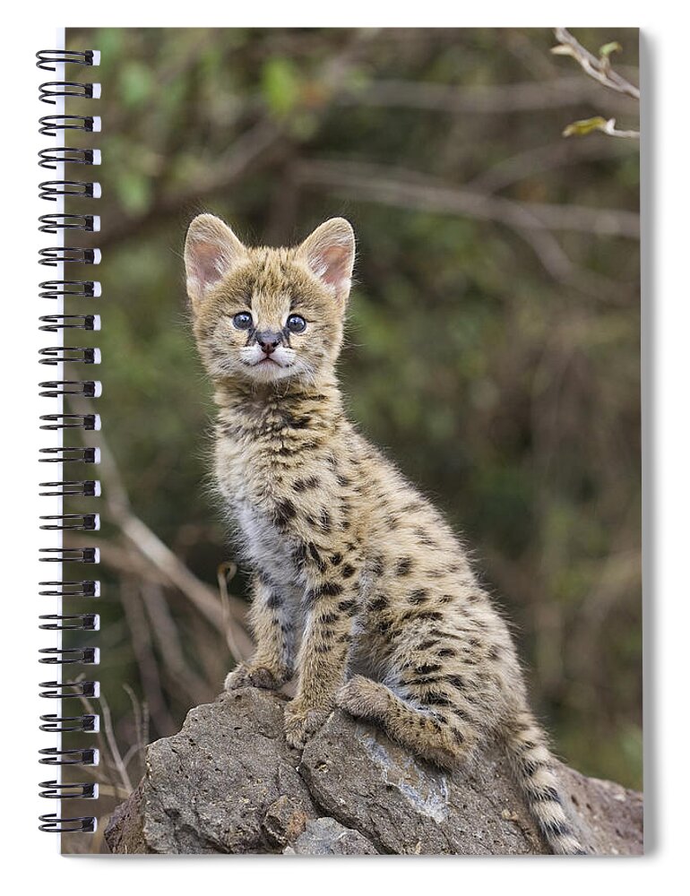 00761921 Spiral Notebook featuring the photograph Serval Kitten Masai Mara Reserve Kenya by Suzi Eszterhas