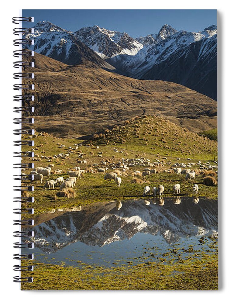 00486209 Spiral Notebook featuring the photograph Sheep In Alpine Meadow Rakaia Valley by Colin Monteath
