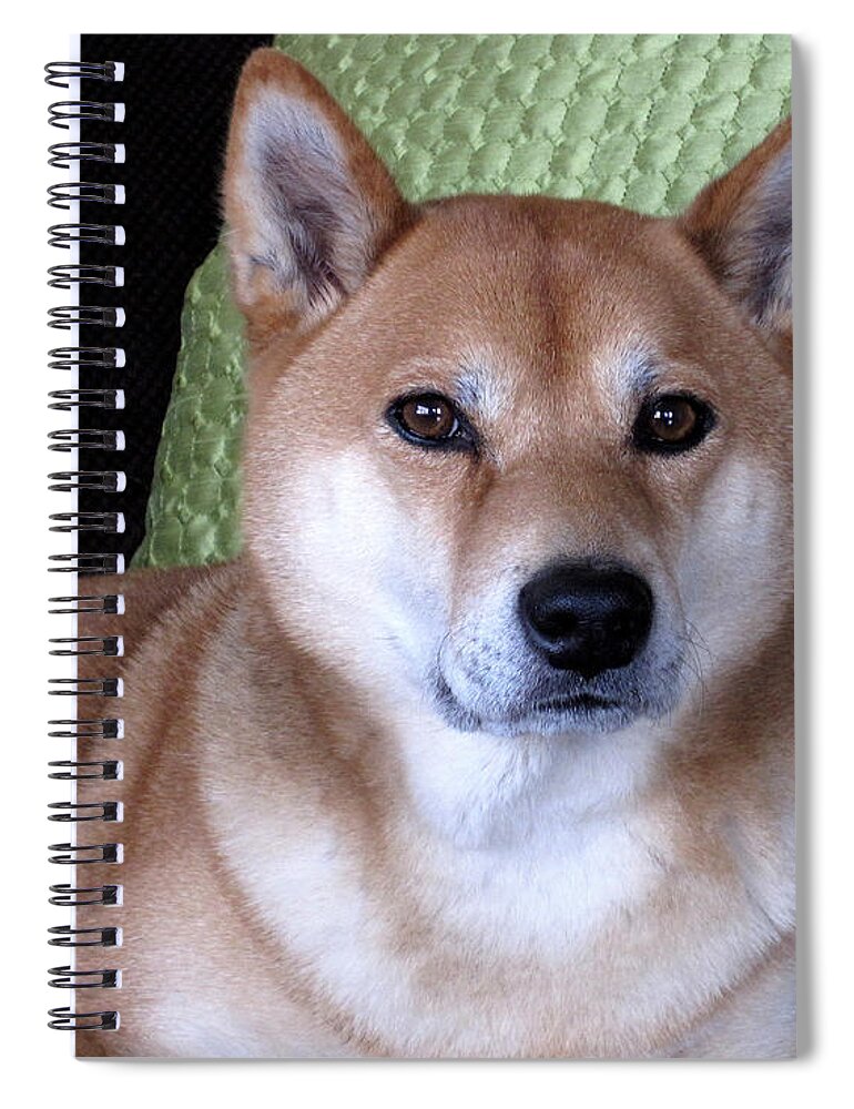 Shiba Inu Spiral Notebook featuring the photograph Shiba Inu Kobi-3 by Gordon Punt