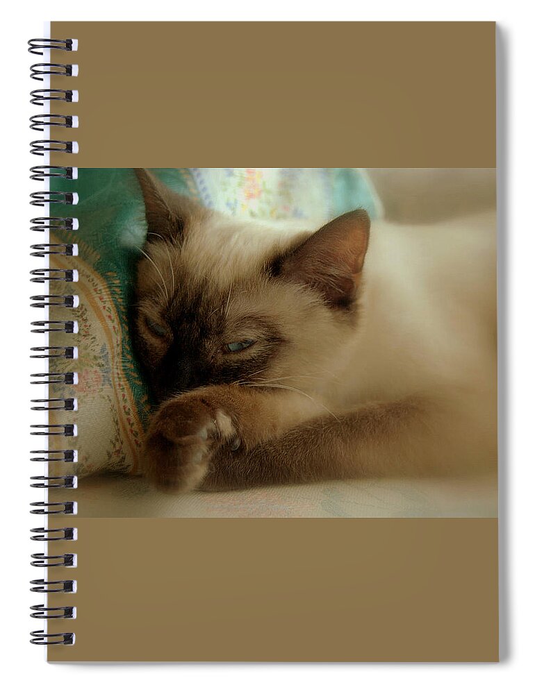 Pets Spiral Notebook featuring the photograph Siamese Beauty by Caroline Stella
