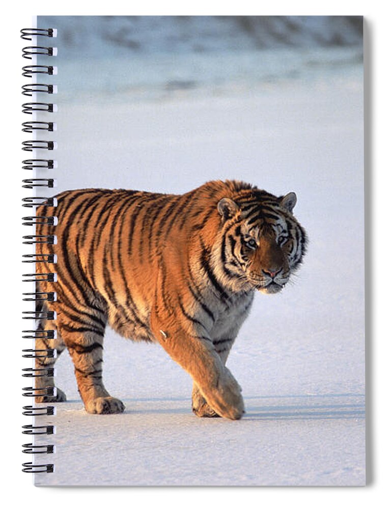 Mp Spiral Notebook featuring the photograph Siberian Tiger Panthera Tigris Altaica by Konrad Wothe