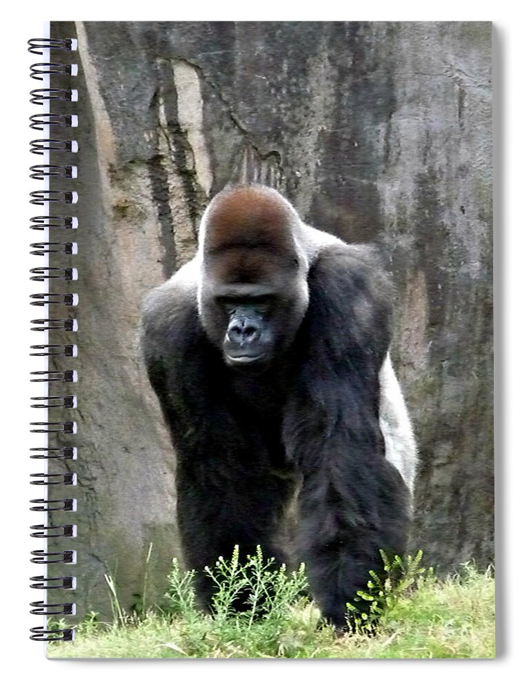 Gorilla Spiral Notebook featuring the photograph Silverback by Jo Sheehan