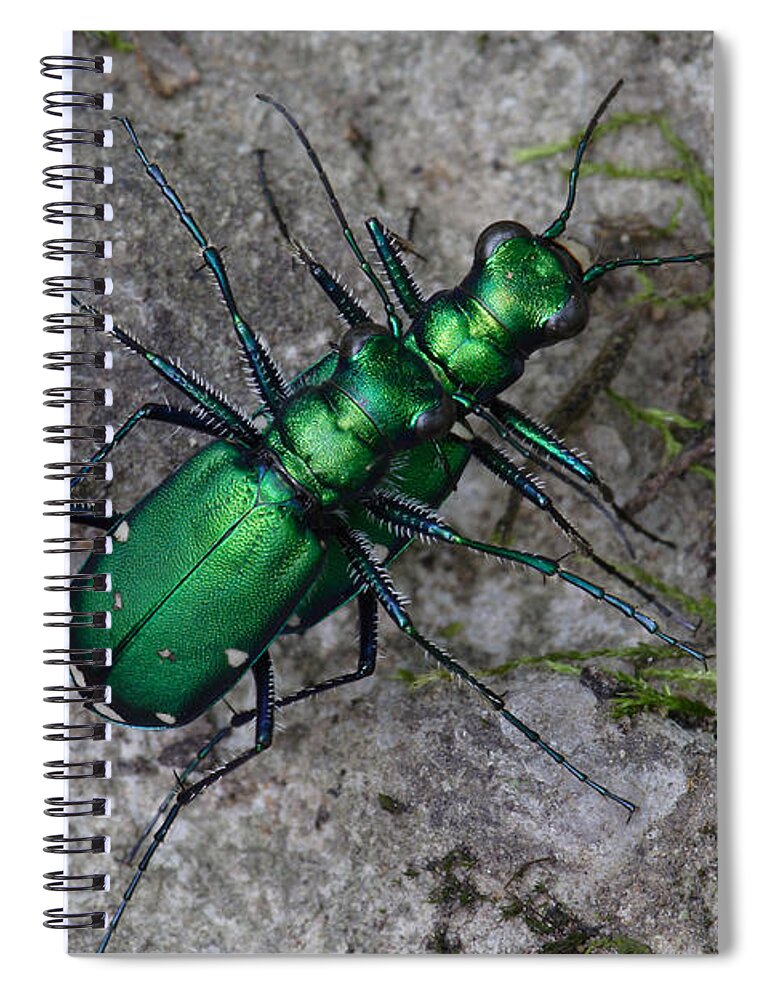 Cicindela Sexguttata Spiral Notebook featuring the photograph Six-Spotted Tiger Beetles Copulating by Daniel Reed