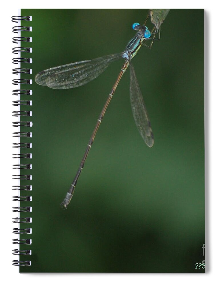 Slender Speadwing Damselfly Spiral Notebook featuring the photograph Slender Speadwing Damselfly by Susan Stevens Crosby