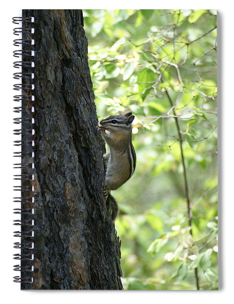 Chipmunk Spiral Notebook featuring the photograph Snacking in the Woods by Ben Upham III