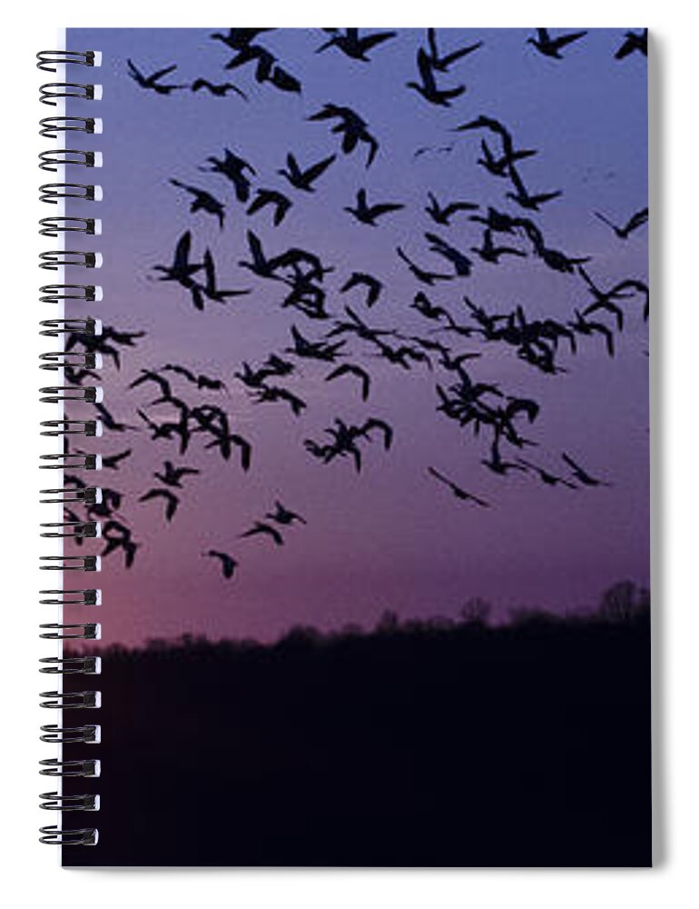 Snow Geese Spiral Notebook featuring the photograph Snow Geese Migrating by Crystal Wightman