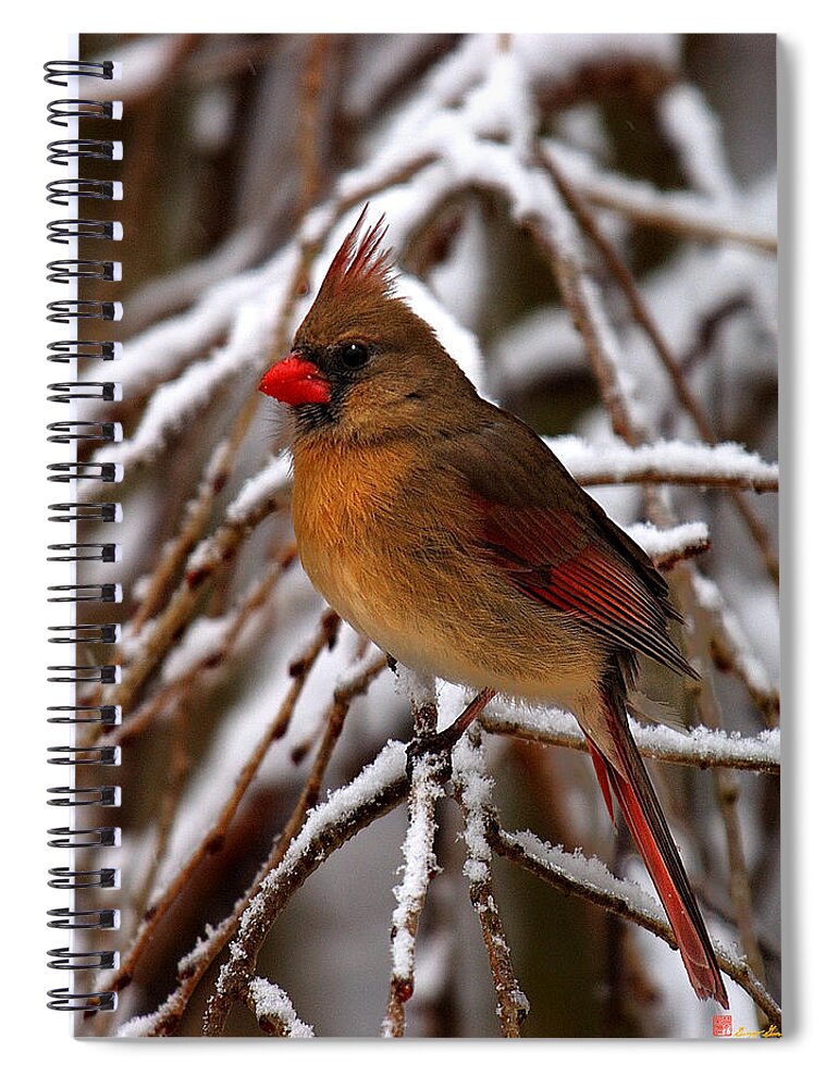 Nature Spiral Notebook featuring the photograph Snowbirds--Cardinal DSB025 by Gerry Gantt