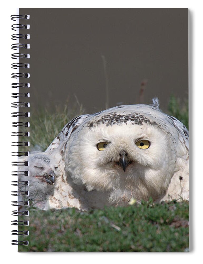 Mp Spiral Notebook featuring the photograph Snowy Owl Nyctea Scandiaca Mother by Konrad Wothe