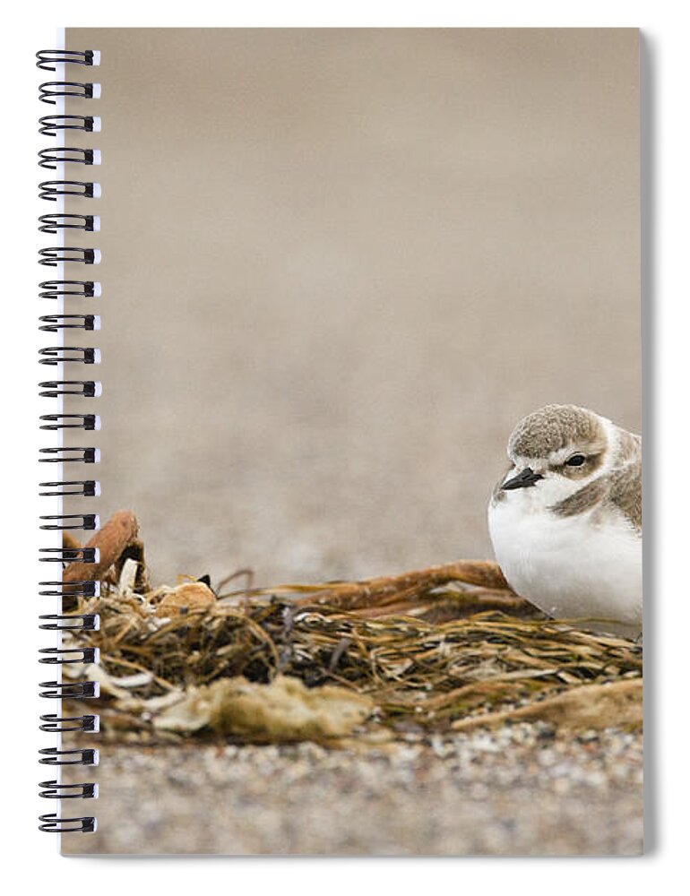 00429787 Spiral Notebook featuring the photograph Snowy Plover In Winter Plumage Point by Sebastian Kennerknecht