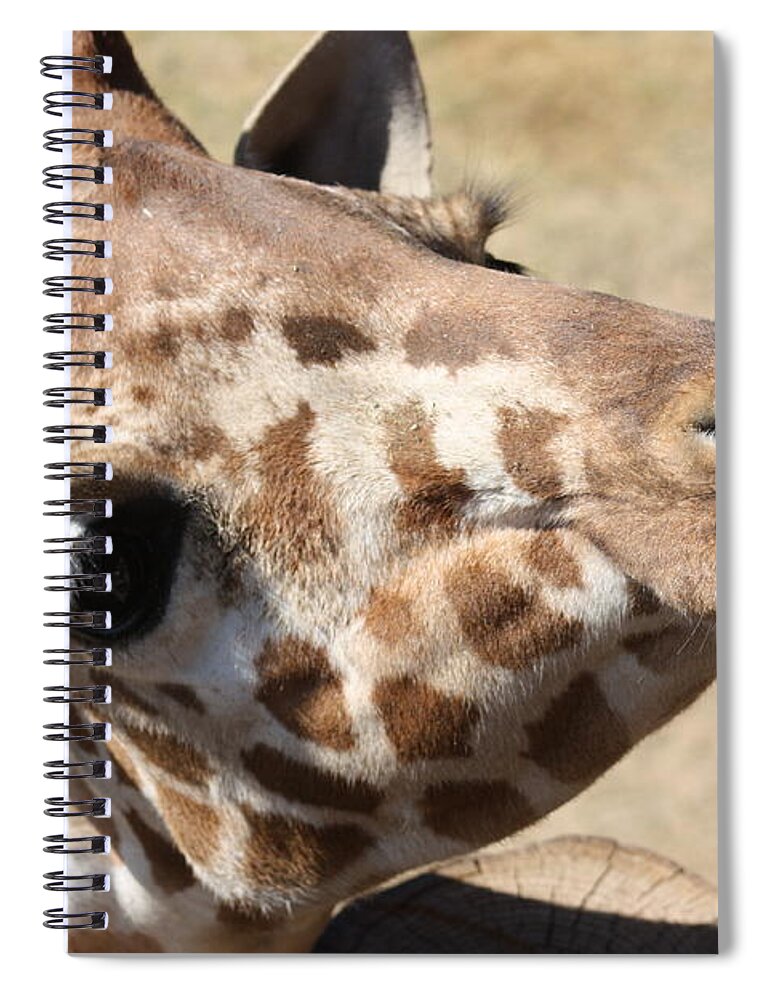 Giraffe Spiral Notebook featuring the photograph So Cute by Kim Galluzzo Wozniak
