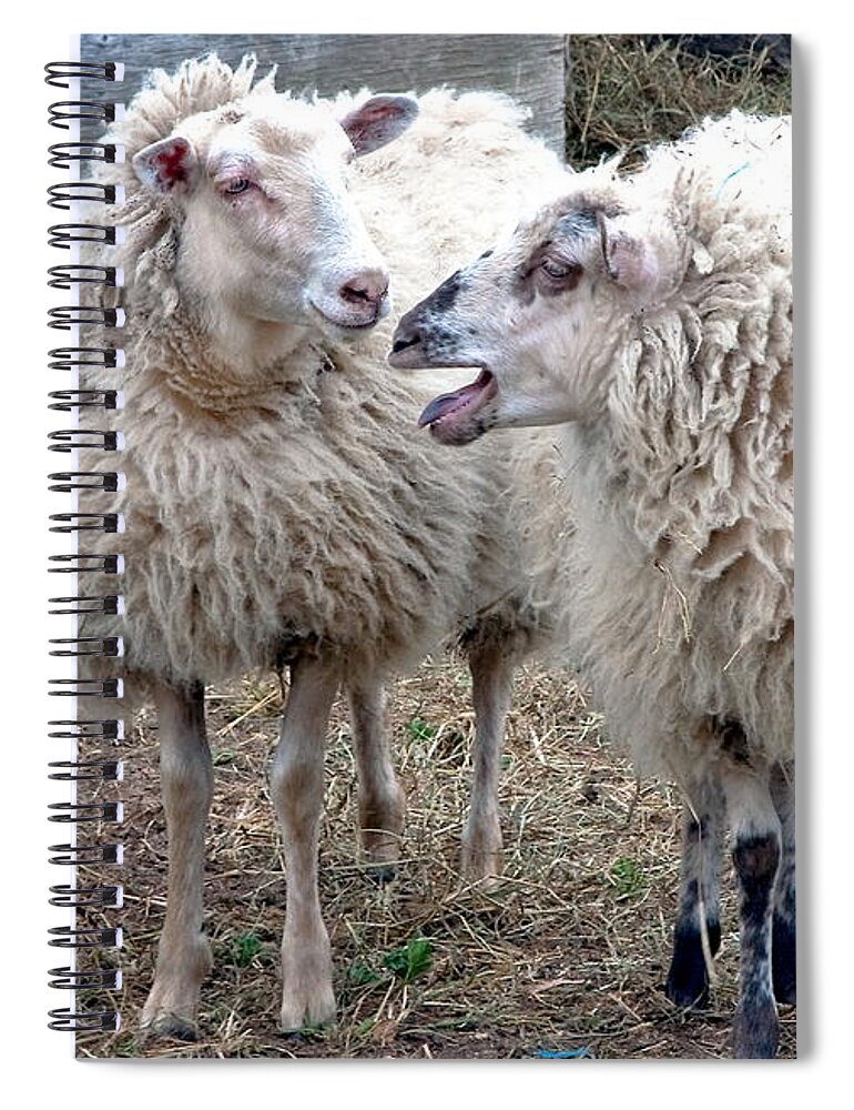 Sheep Spiral Notebook featuring the photograph So I Said by Burney Lieberman