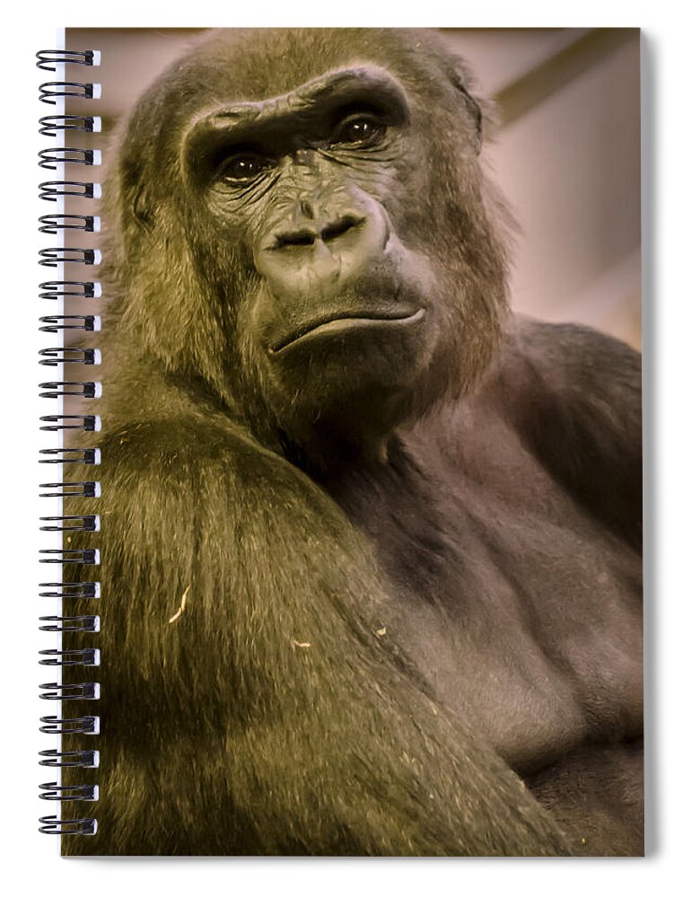 Gorilla Spiral Notebook featuring the photograph So Like Us by Heather Applegate