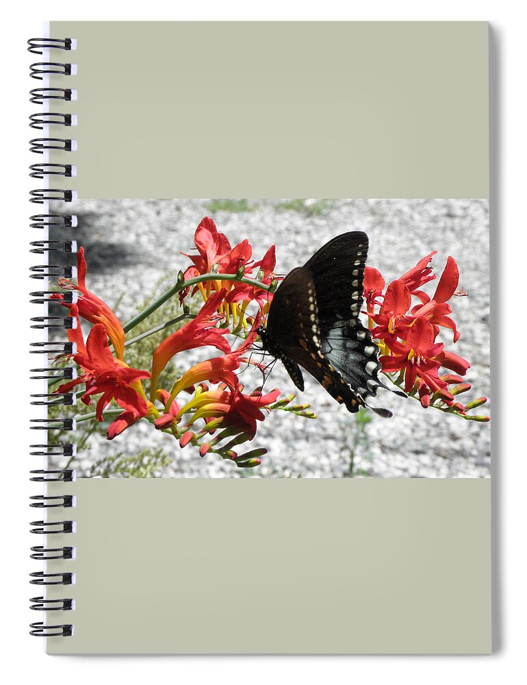 Butterfly Spiral Notebook featuring the photograph So Many To Take From by Kim Galluzzo