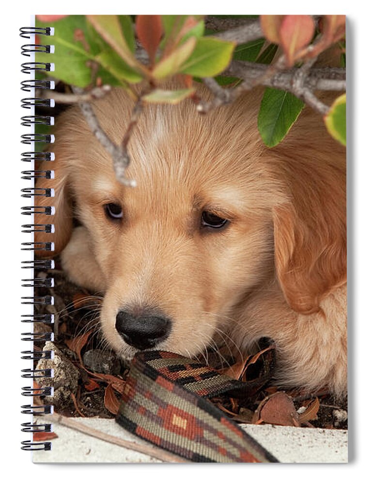 Puppy Spiral Notebook featuring the photograph So Shy by Lorraine Devon Wilke
