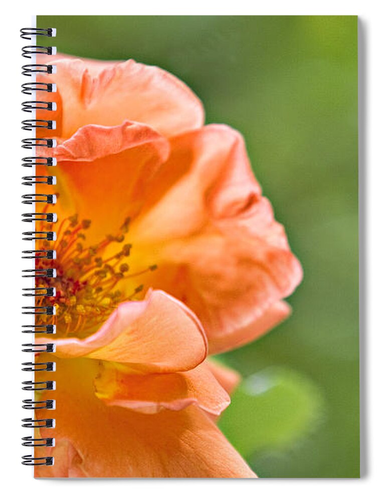 Bush Spiral Notebook featuring the photograph Soft Orange Rose by Lana Trussell