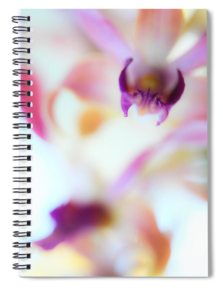 Orchid Spiral Notebook featuring the photograph Soft Seduction. Orchids by Jenny Rainbow