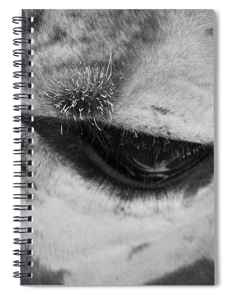 Giraffe Spiral Notebook featuring the photograph Softness by Kim Galluzzo Wozniak