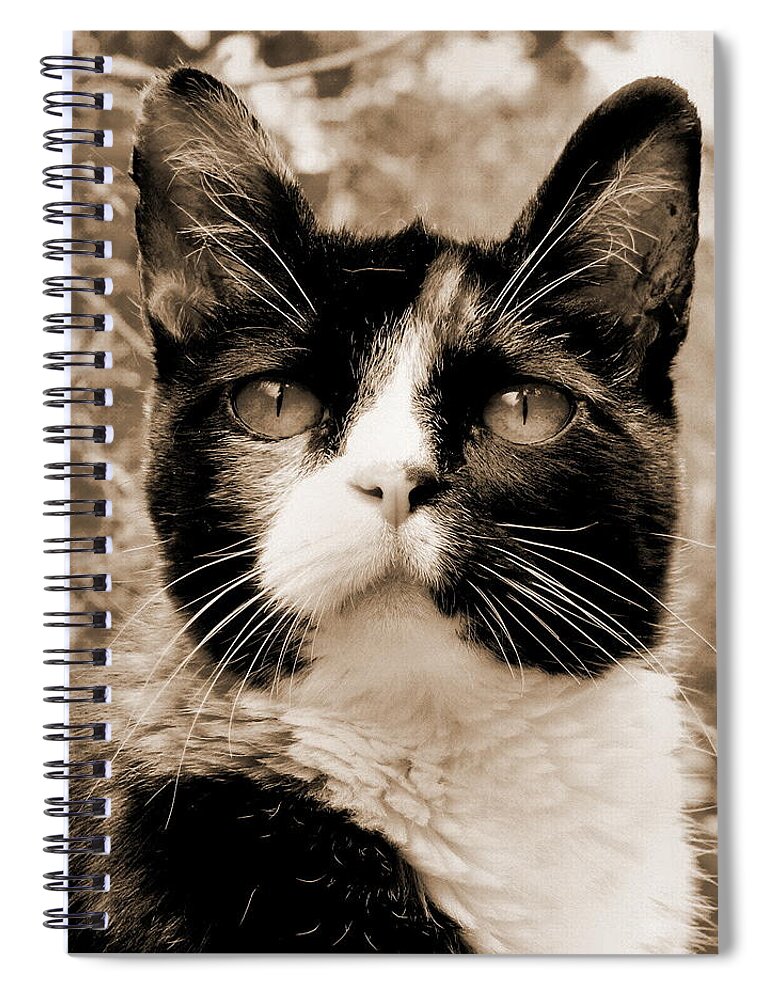 Cat Spiral Notebook featuring the photograph Souls Great and Small 2 by Rory Siegel